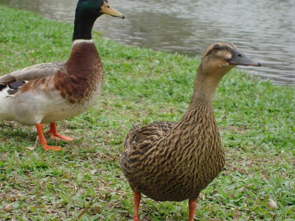 DSC01302.JPG