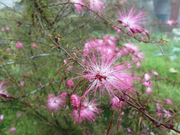 SAM_1818.JPG SAM_1818.JPG