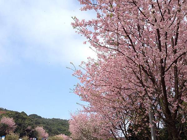 陽明山櫻花盛開