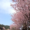 陽明山櫻花盛開