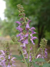 丹参 Salvia miltiorrhiza