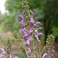 丹参 Salvia miltiorrhiza