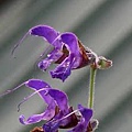 丹參 Salvia miltiorrhiza