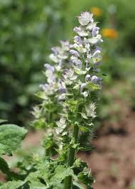 丹蔘 Salvia miltiorrhiza