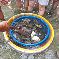 澎湖真的好多海洋生物!