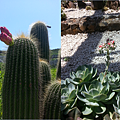 仙人掌植物園