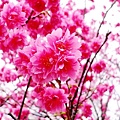 誰說山櫻花比吉野櫻遜色的!?