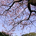 櫻花搭配天空