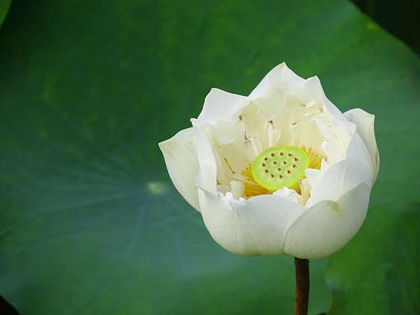 衛武營白荷紀實