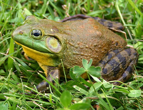 775px-North-American-bullfrog1.jpg