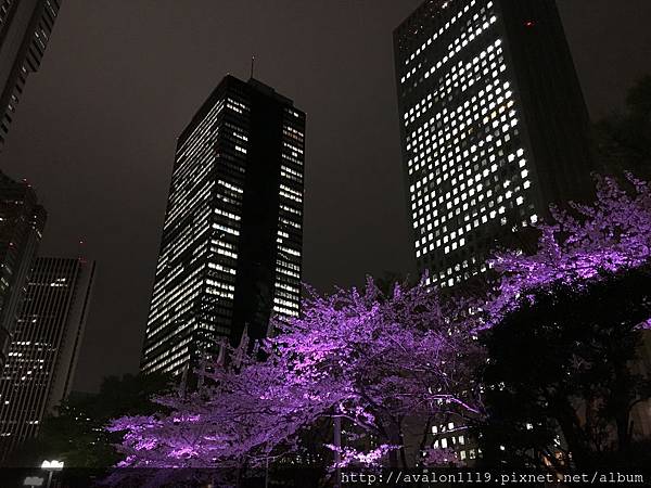 路邊的花與櫻花 Tin S 東京房市 日語知識 生活瑣事 痞客邦 路邊的花與櫻花 Tin S 東京房市 日語知識 生活瑣事 痞客邦