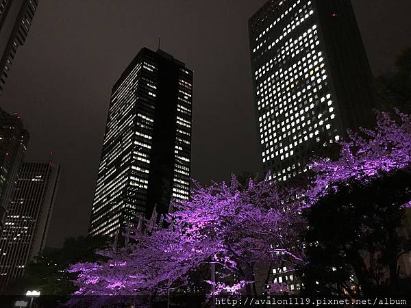 路邊的花與櫻花 Tin S 東京房市 日語知識 生活瑣事 痞客邦