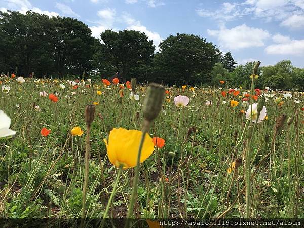 雛罌粟 昭和記念公園 Tin S 東京房市 日語知識 生活瑣事 痞客邦