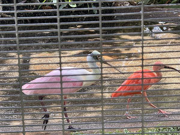 Honolulu Zoo