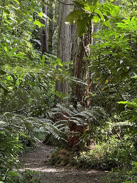 Manoa Falls