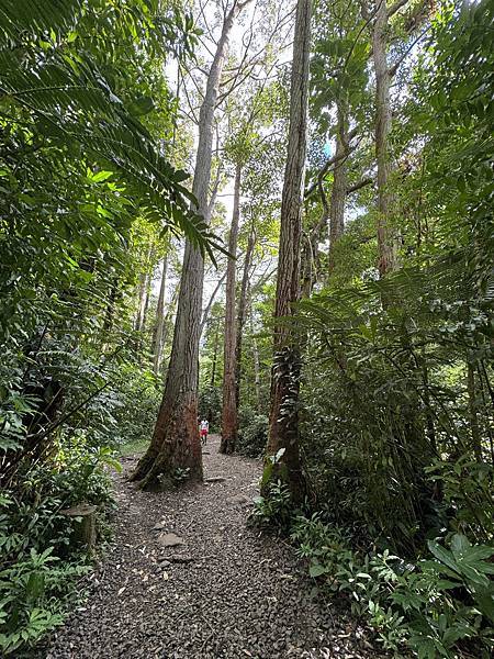 Manoa Falls