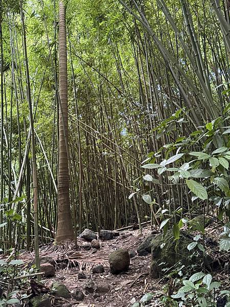 Manoa Falls