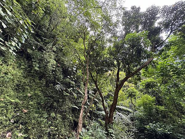 Manoa Falls