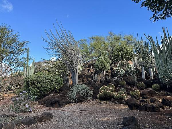 KCC Farmers Market 與旁邊的仙人掌