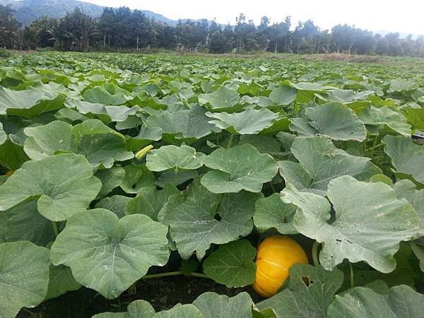 雲山水金孔雀南瓜園