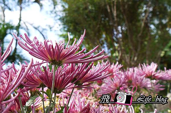 p1200529 p1200529