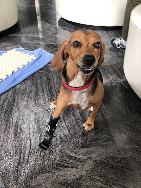 碳纖維製輕量化狗義肢設計 Carbon fiber dog prosthetic