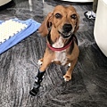 碳纖維製輕量化狗義肢設計 Carbon fiber dog prosthetic