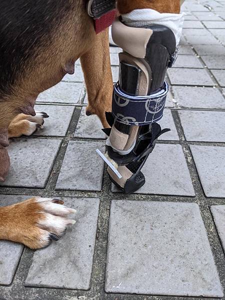碳纖維製輕量化狗義肢設計 Carbon fiber dog prosthetic