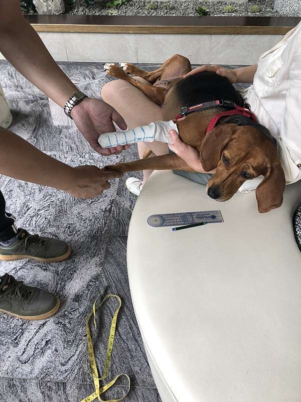 幫助更多狗狗讓牠開心地重獲新生 強生義肢公司動物義肢 愛美推薦部落格 痞客邦 幫助更多狗狗讓牠開心地重獲新生 強生義肢公司動物義肢 愛美推薦部落格 痞客邦