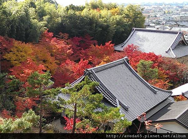 整座寺廟都隱身在滿山遍野的楓紅中