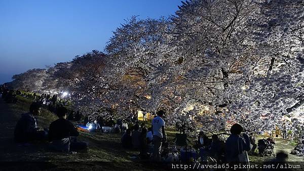 原來櫻祭才要開始，大家在櫻花樹下相聚聊天，超歡樂