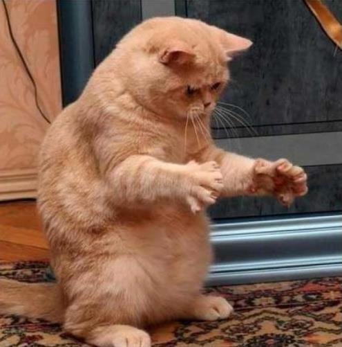 Cat & Mouse.jpg Cat & Mouse.jpg