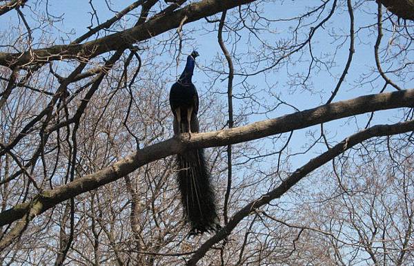 Flying Peacocks1