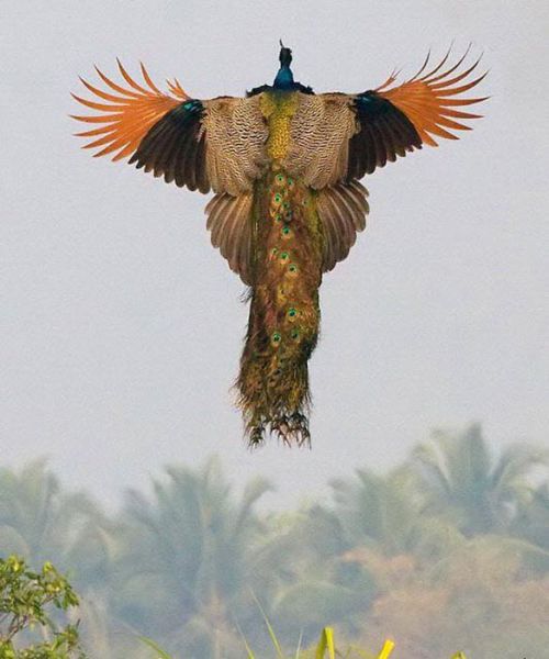 Flying Peacocks2