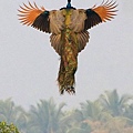 Flying Peacocks2