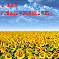 香蕉你個太陽花.PNG