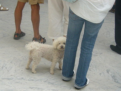 Dogs in Nice Airport