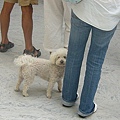 Dogs in Nice Airport