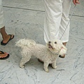 Dogs in Nice Airport