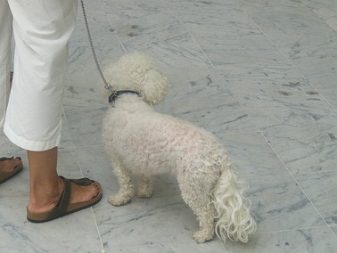 Dogs in Nice Airport