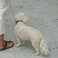 Dogs in Nice Airport