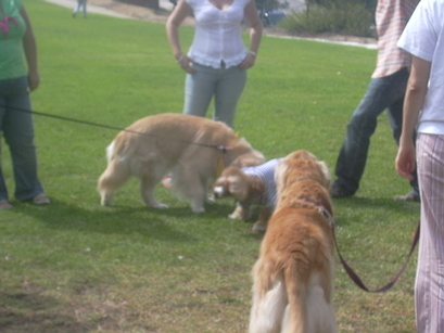 Hollywood Dog Park