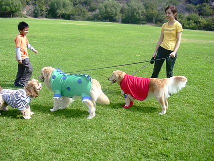 Hollywood Dog Park