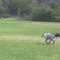 Hollywood Dog Park