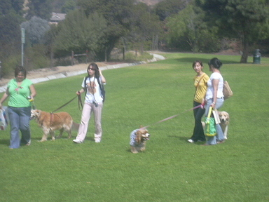 Hollywood Dog Park