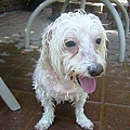 Wet Dog