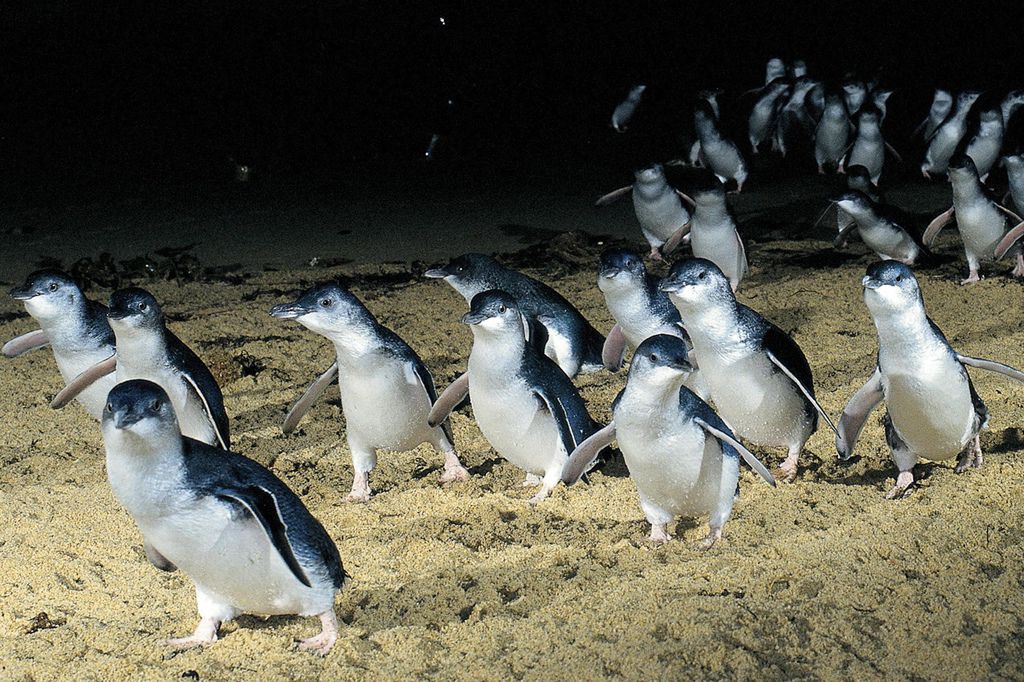 melbournes-phillip-island-penguin-parade-wallpaper