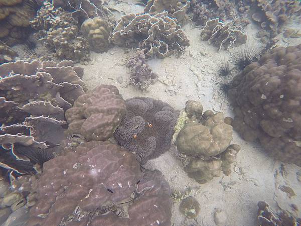 11951489_10207646574381035_7226673120567961247_o