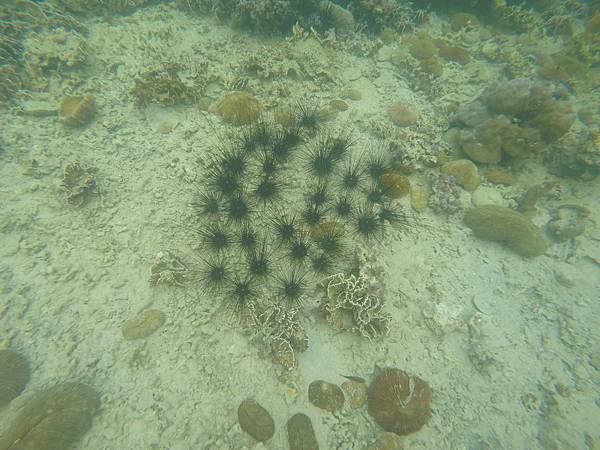 11947785_10207646568980900_4294736562875712195_o