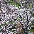 0405 天王寺動物園 櫻花偷拍